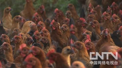 福建光泽县:屡战屡败全省闻名之后《致富经》2