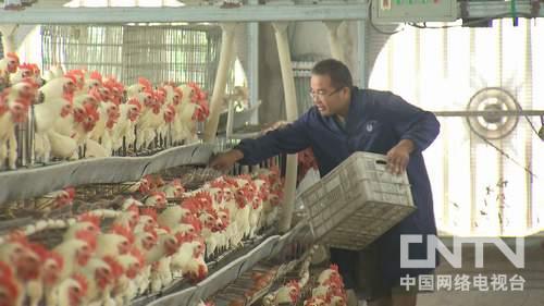 安徽怀远县:对高薪 房子 股份说不的人《致富经》3