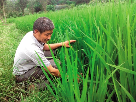 四川威远县高湾村:刘晋平田养泥鳅 亩增6000元