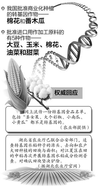 农业部:我国未批准转基因粮食作物种植