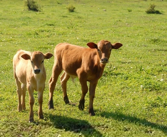 480ͷ����С��ţ��˰����ɵ����