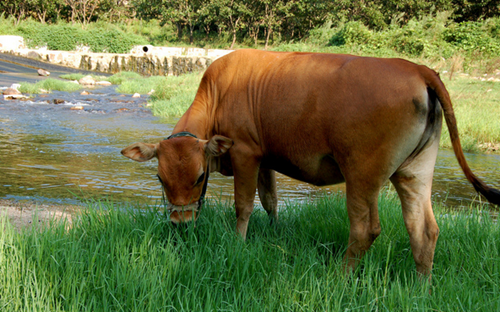 中国吃掉全球近1/3奶粉 直接影响母乳喂养