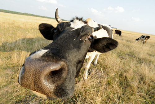 ����ũ�Ѽ��Ŵ��조��ţ��ĸ��Ӯ���г�����Ȩ