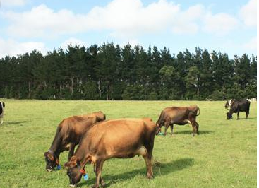 郑州市陇西社区组织居民参观牛肉养殖基地