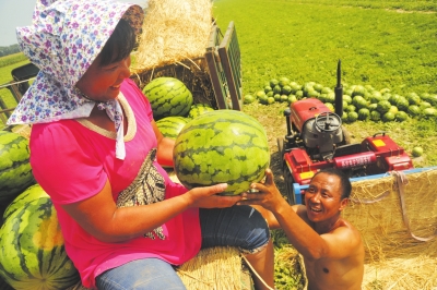 吉林前郭村民发展种植业 大西瓜挺胸“卖进”京城