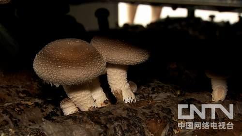 浙江庆元县:100万元的美梦变噩梦之后《致富经》2