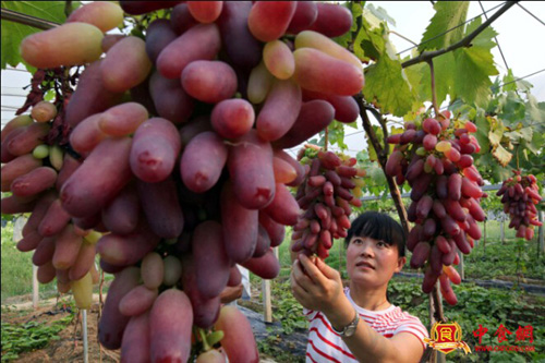 ��ѧ����١����ѽ㡱 ��Сΰ����̬ũҵ��