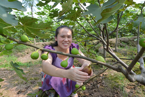 重庆璧山“藏”着无花果基地 销售大半靠网络