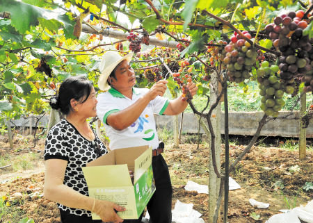 湖南长沙:六旬倔老汉“复活”天露葡萄