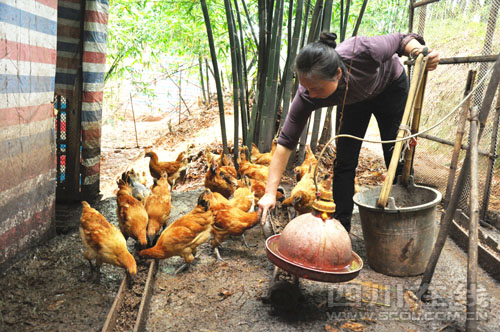 四川:荒山变身麻竹林 林下养鸡赚头大