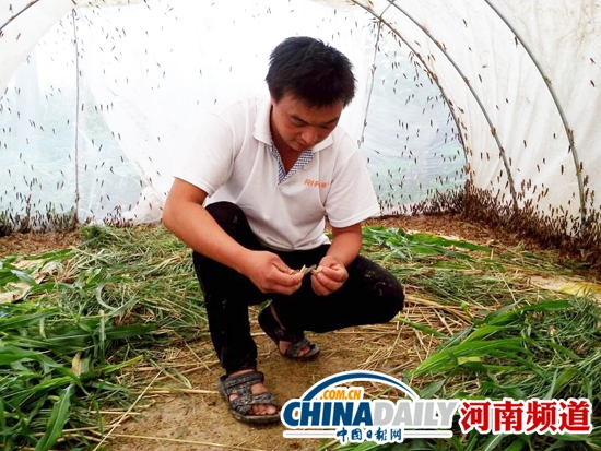 商丘“蚂蚱哥”大棚养蚂蚱 油炸蚂蚱成当地美食