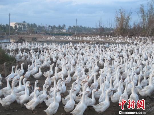 ͼΪֺ޶ũָԾȣȺ׶䡣 