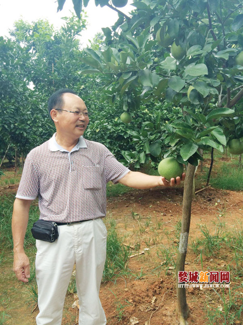 吴洪生,“文旦园”里话文旦