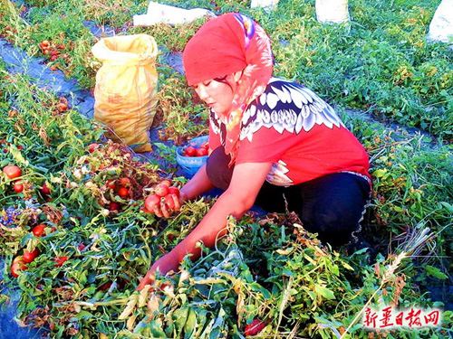 新疆和静县:艾海提种植西红柿亩产10吨