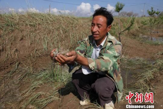 甘肃环县16日突遭冰雹袭击,灾害发生10小时后,路边的冰雹仍未消融。 李文 摄 甘肃环县16日突遭冰雹袭击,灾害发生10小时后,路边的冰雹仍未消融。 李文 摄