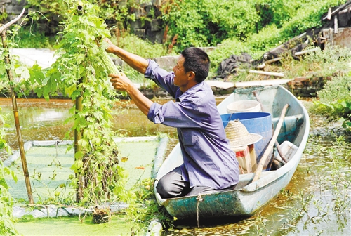 ÖØÇìÎ÷ÅíÕò£ºË®ÖÐÑøÓã Ë®ÃæÖÖ²Ë