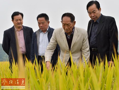 资料图片:2013年10月17日,袁隆平院士在示范基地查看水稻生长情况。新华社发(陈飞 摄) 资料图片:2013年10月17日,袁隆平院士在示范基地查看水稻生长情况。