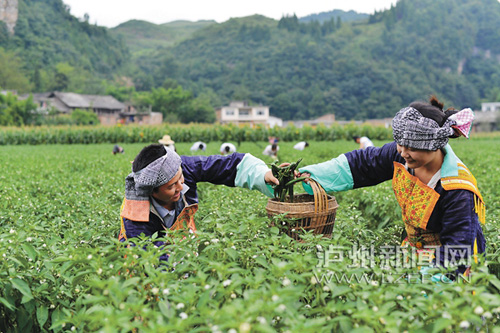 �����ժ���ż�������