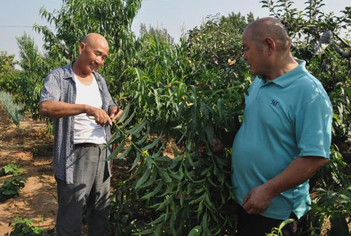 迁安果农滦县“娶亲” 科技为“媒”共同致富