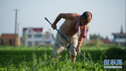 如东县掘港镇五总村68岁的顾明桂在黄豆地锄草。