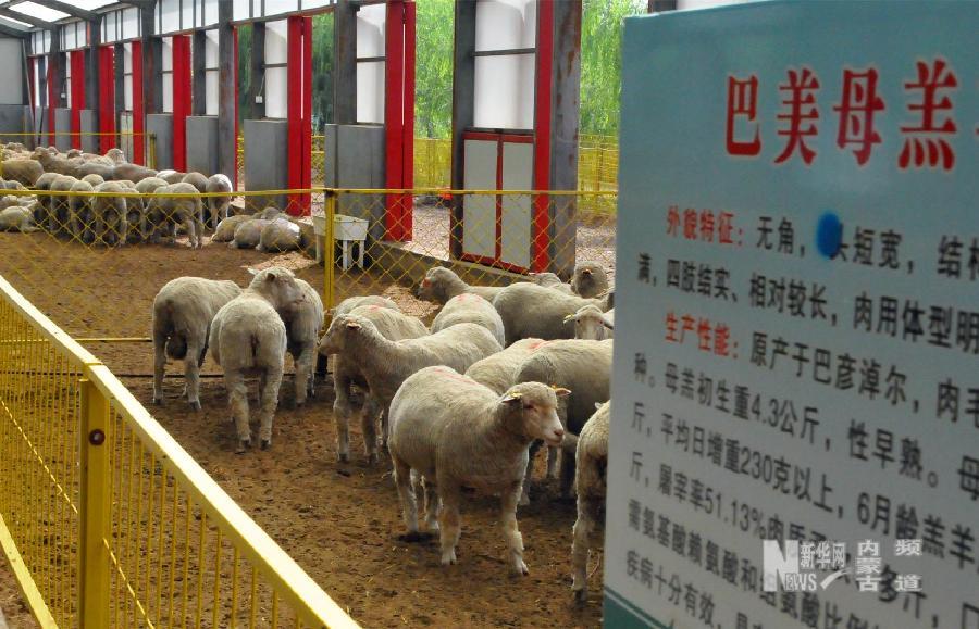 巴彦淖尔预计年度肉羊出栏突破千万只