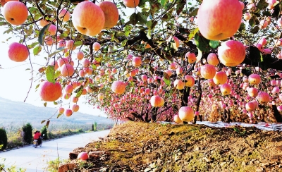 在创新求变中引领产业升级