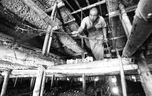 石拐村打造致富新“拐杖”