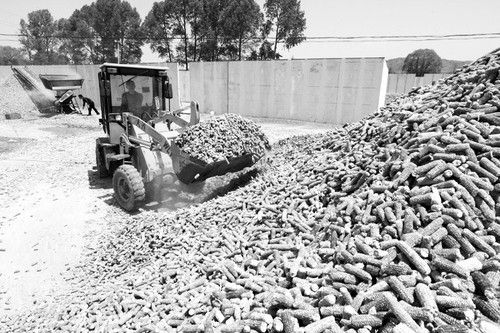 石拐村打造致富新“拐杖”3