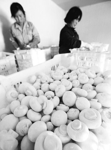 石拐村打造致富新“拐杖”2