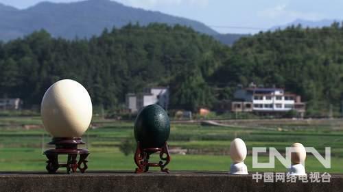 致富经:山坳里养古老大鸟的年轻人3