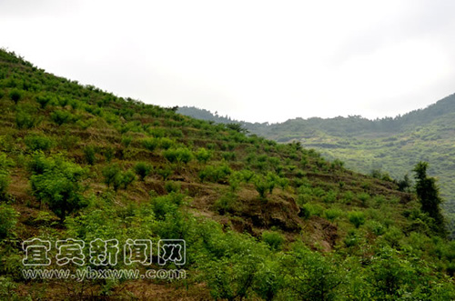 四川筠连县:詹强生种的花椒不“麻”人