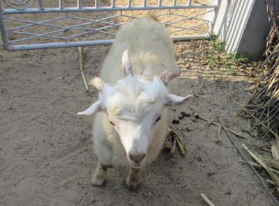 大连:这只山羊竟有三只角!(图)