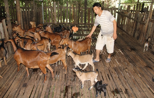 山东柏林镇:年收入30万元 石匠变身“羊倌”