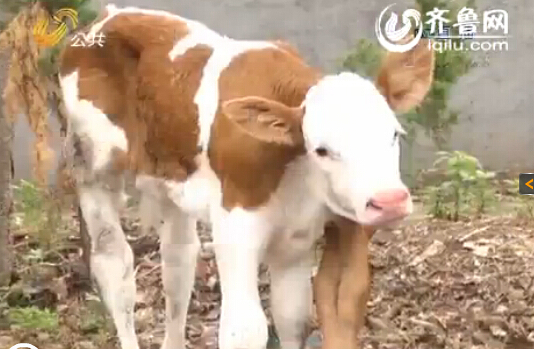 山东:初生牛犊长六条腿 主人欲给其做手术