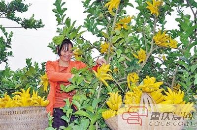 种佛手卖蔬菜,他们各有致富妙招
