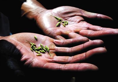 �ٹ��ش���壬�ڴ����ָ���£������ҵ�����ũҵ��ˮ�������ش���˵������ˮ�����볤һЩ��