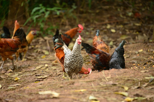 �Ĵ�����������������������ΰ���¸���