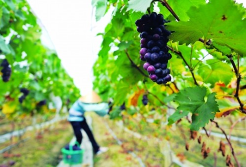 全国多地葡萄丰收却遭遇需求疲软