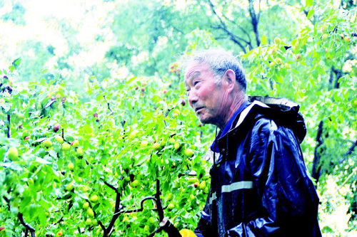枣遇雨易裂,就卖不出好价钱。连下了3天雨,9月17日,王家殿看着来不及摘的枣忧心忡忡。