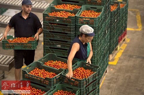 中国拟向俄供应果蔬山东10%产值可满足俄全国