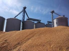 图2、企业待烘干处理的潮粮大量堆积 图2、企业待烘干处理的潮粮大量堆积