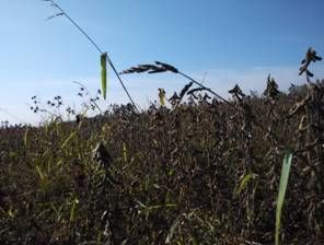 图1、鹤岗某大豆田杂草丛生 图1、鹤岗某大豆田杂草丛生