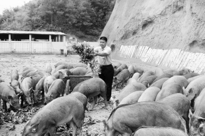 广西和平村:靠“地利”养殖生态野猪