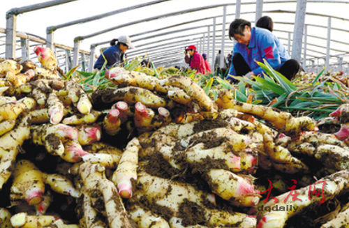 生姜价格突破十年高点 高价竟没高利润