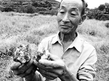 湖北红山镇:盲目跟风让英山百合种植户尝苦果