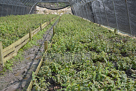 福建光泽基地的树栽铁皮石斛