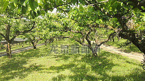 周村基地的大棚栽培铁皮石斛