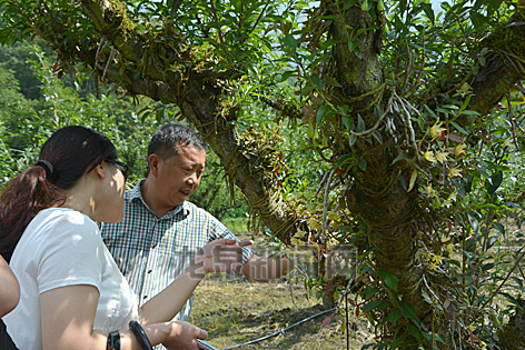 周村基地的树栽铁皮石斛