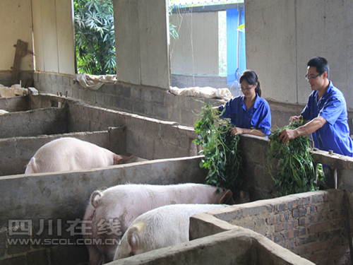 ��䱵��ɷ����һ��ι��