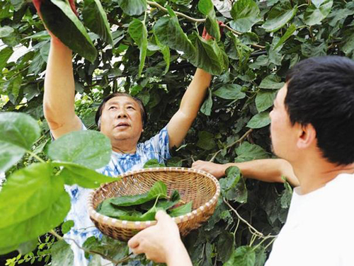 图为:采摘桑叶作染料